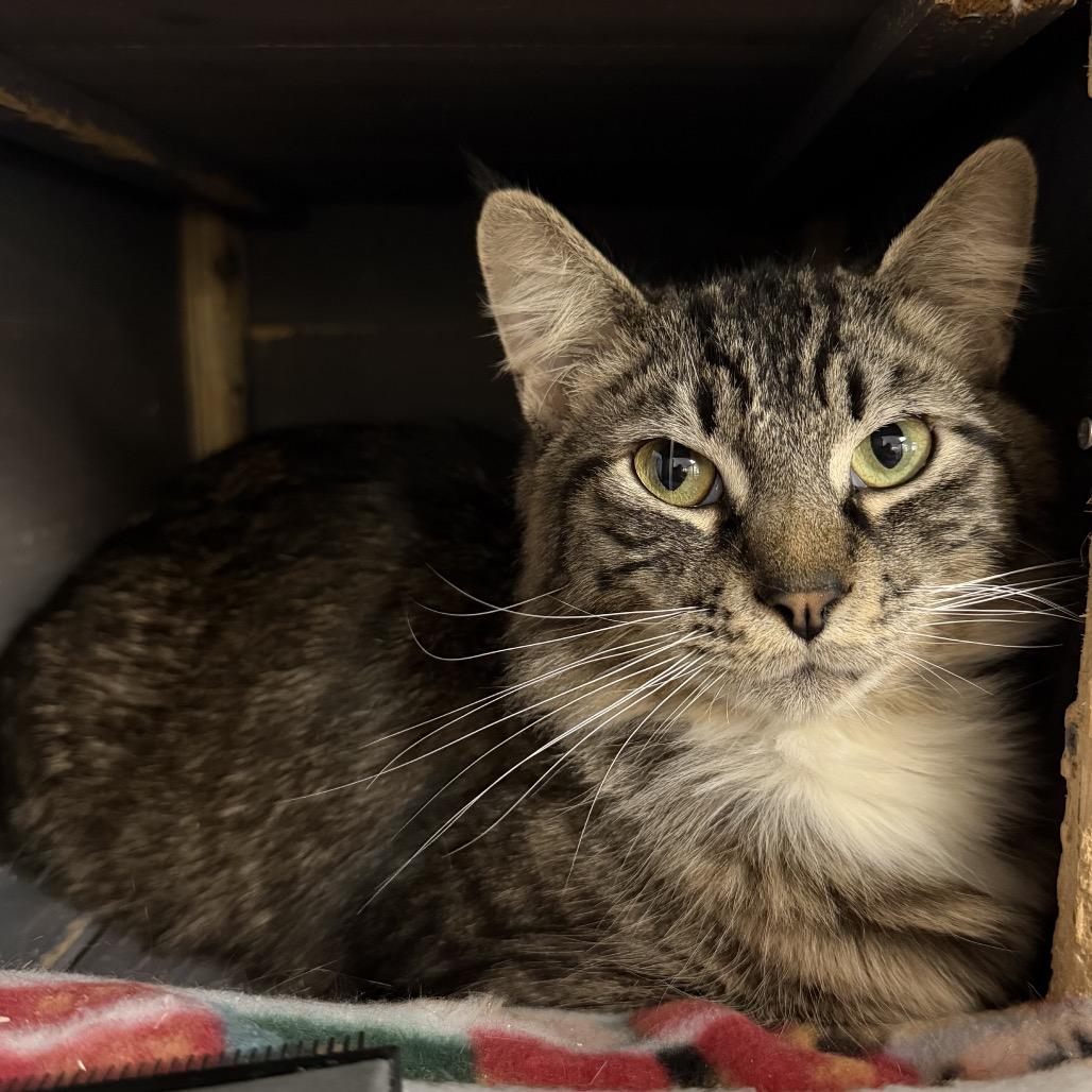 Enlarge Taz, a Adoptable American Shorthair in Newberg, OR image 1/1