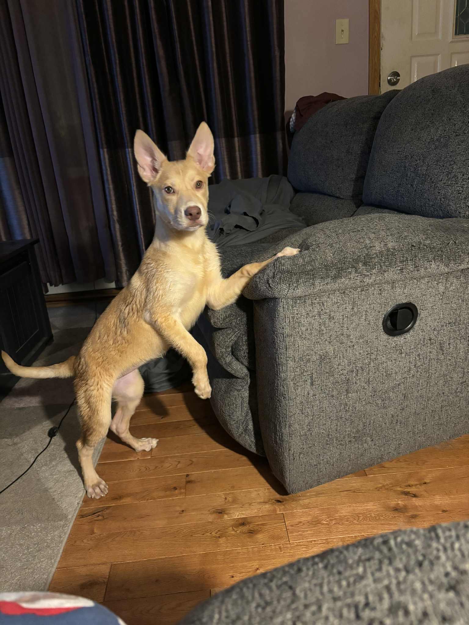 Cupcake, a Adoptable mixed breed in Chicago, IL image 1/6