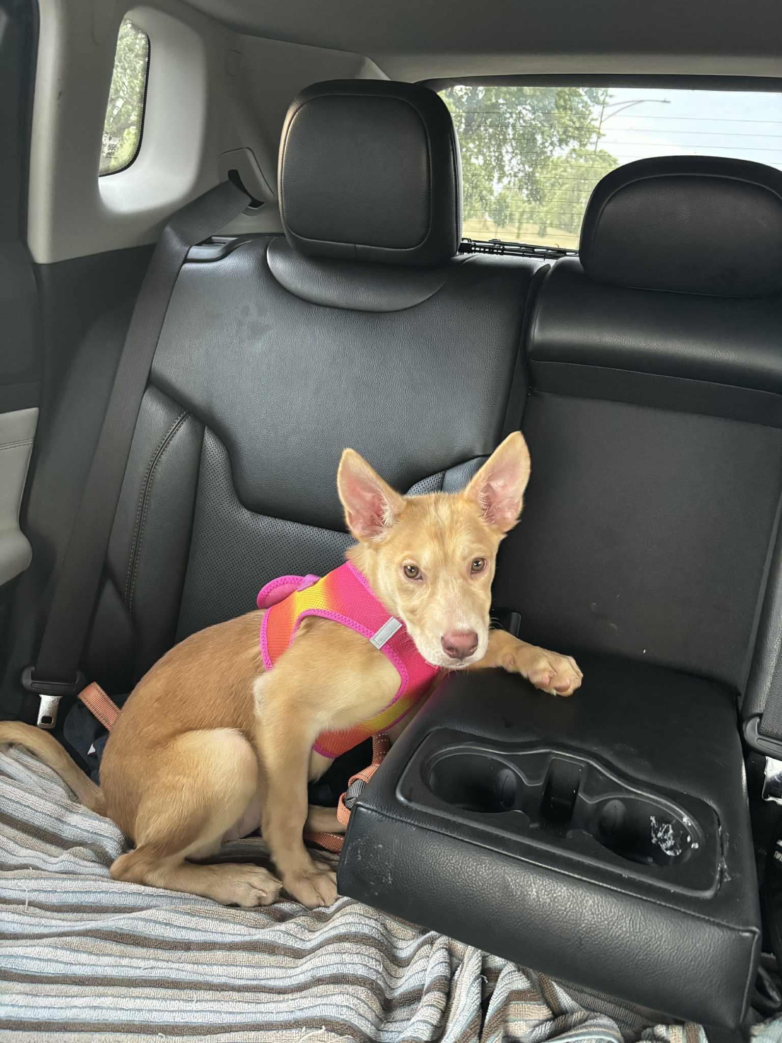 Cupcake, a Adoptable mixed breed in Chicago, IL image 2/6