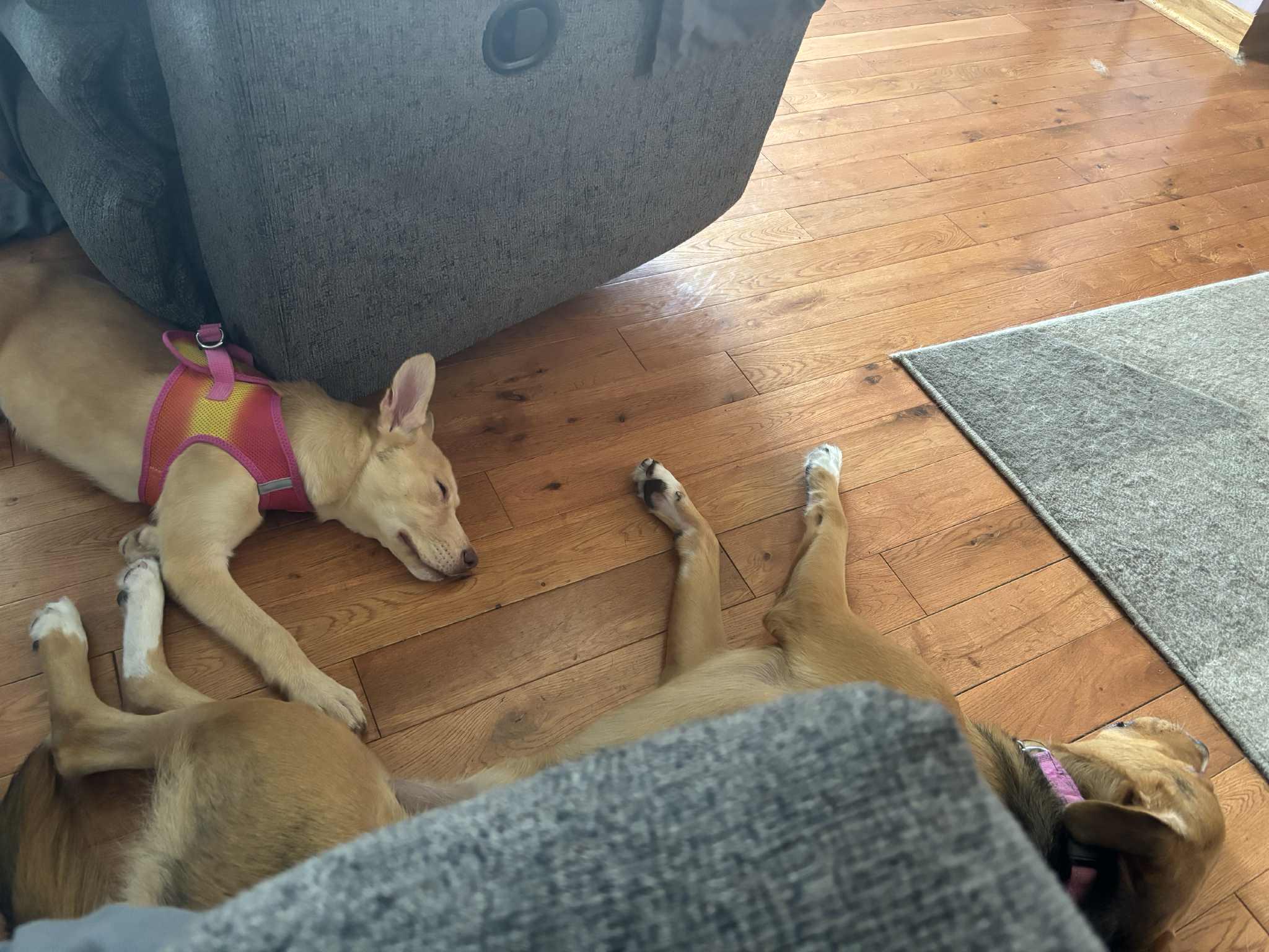 Cupcake, a Adoptable mixed breed in Chicago, IL image 3/6