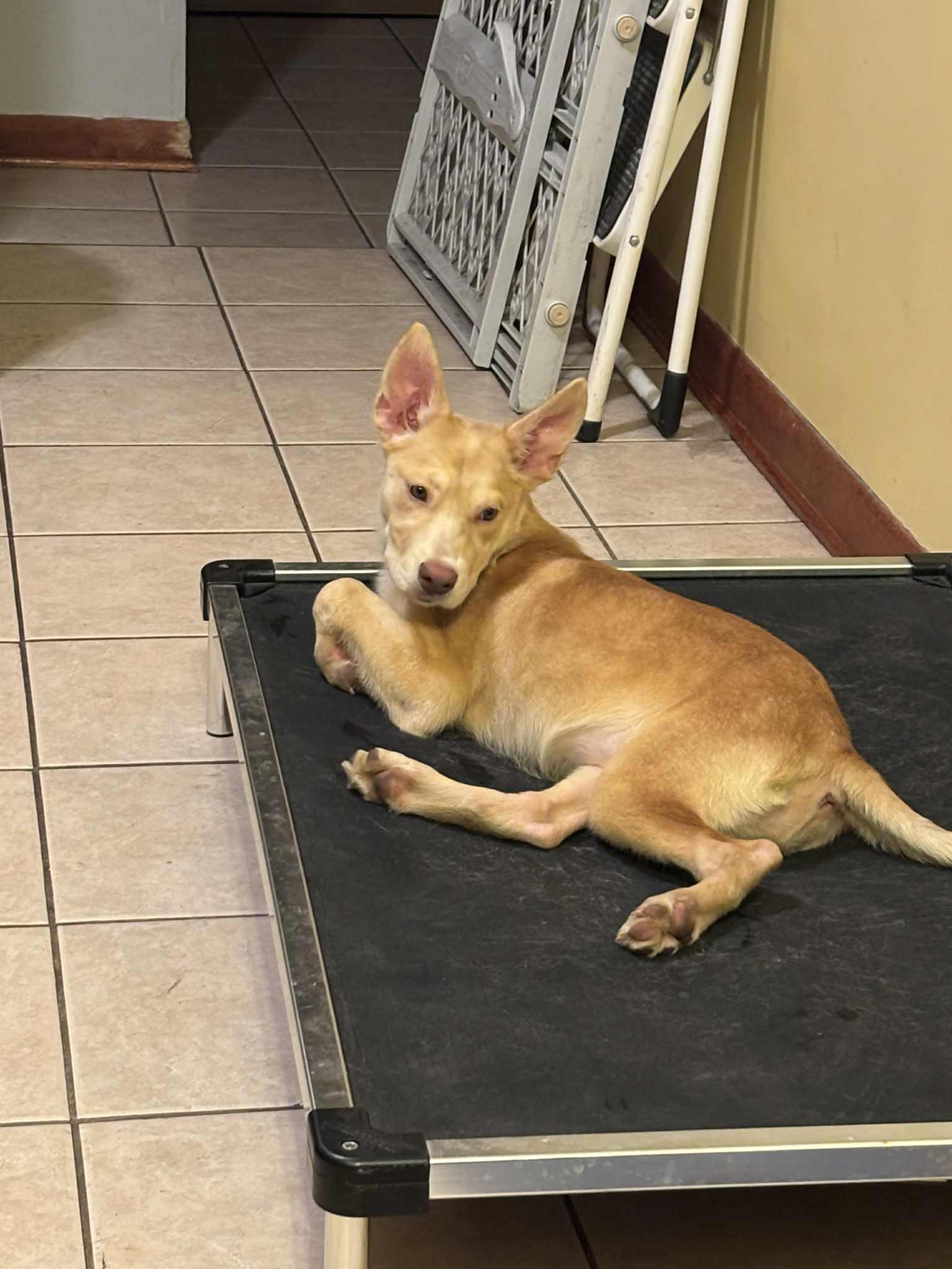 Cupcake, a Adoptable mixed breed in Chicago, IL image 4/6