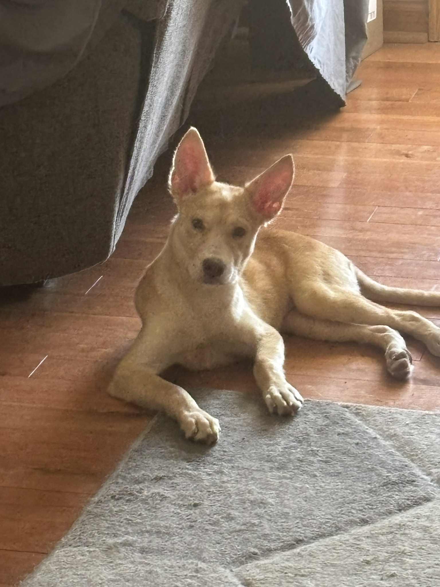 Cupcake, a Adoptable mixed breed in Chicago, IL image 5/6