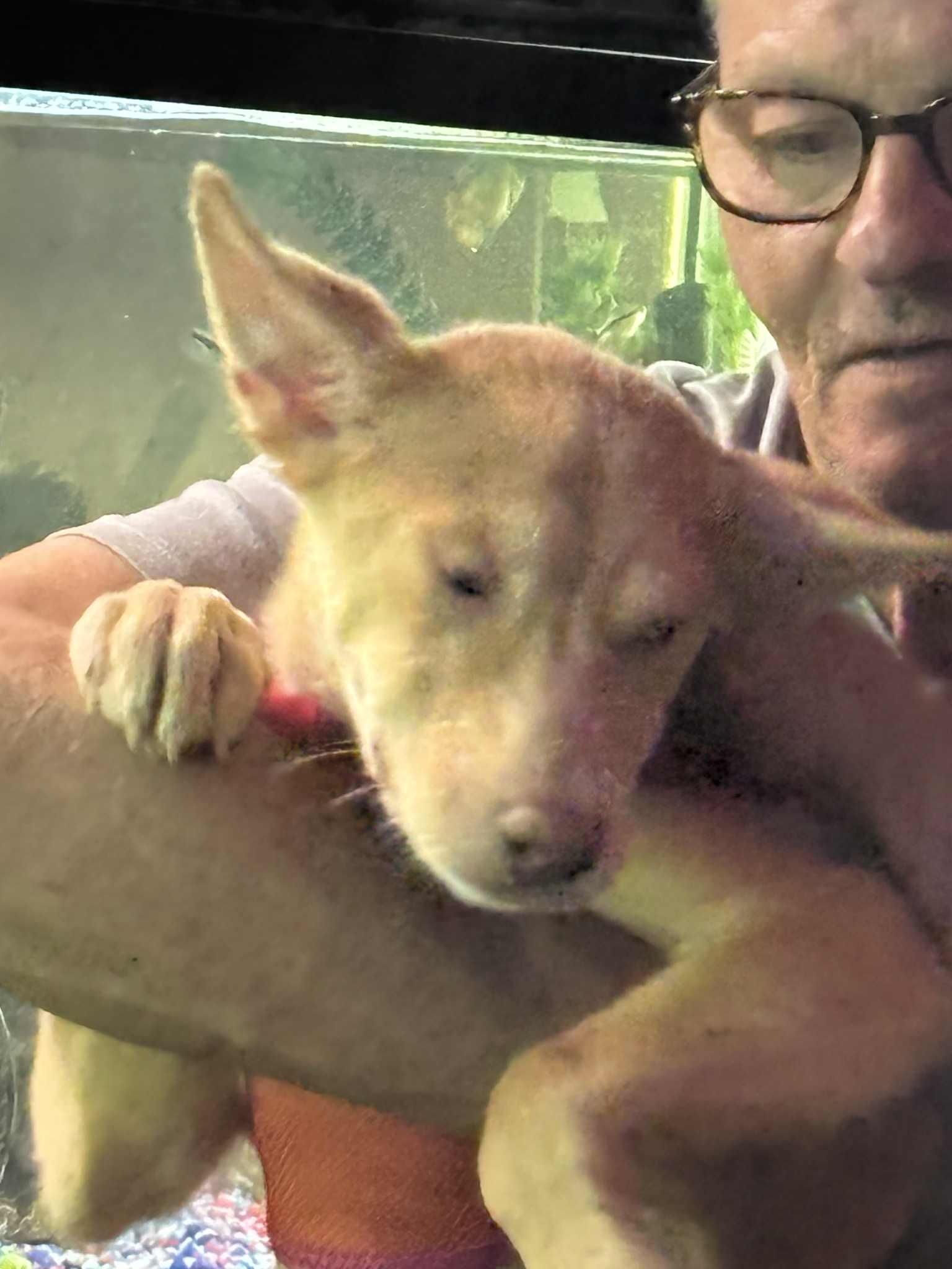 Cupcake, a Adoptable mixed breed in Chicago, IL image 6/6