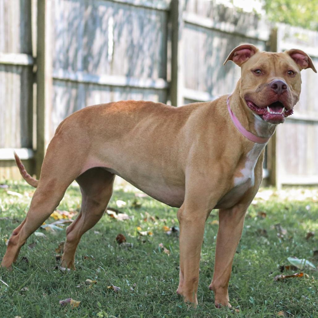 Bella, Adoptable, Adult Female Pit Bull Terrier & Pit Bull Terrier.