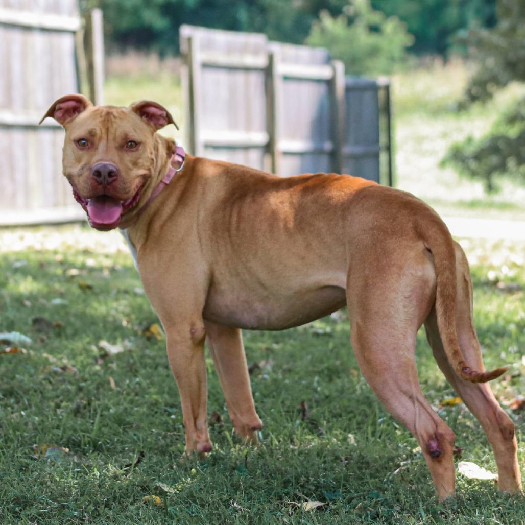 Enlarge Bella, a Adoptable mixed breed in Madisonville, KY image 2/6