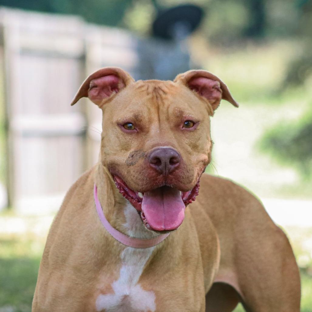 Enlarge Bella, a Adoptable mixed breed in Madisonville, KY image 3/6