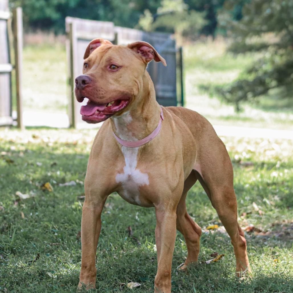Enlarge Bella, a Adoptable mixed breed in Madisonville, KY image 4/6