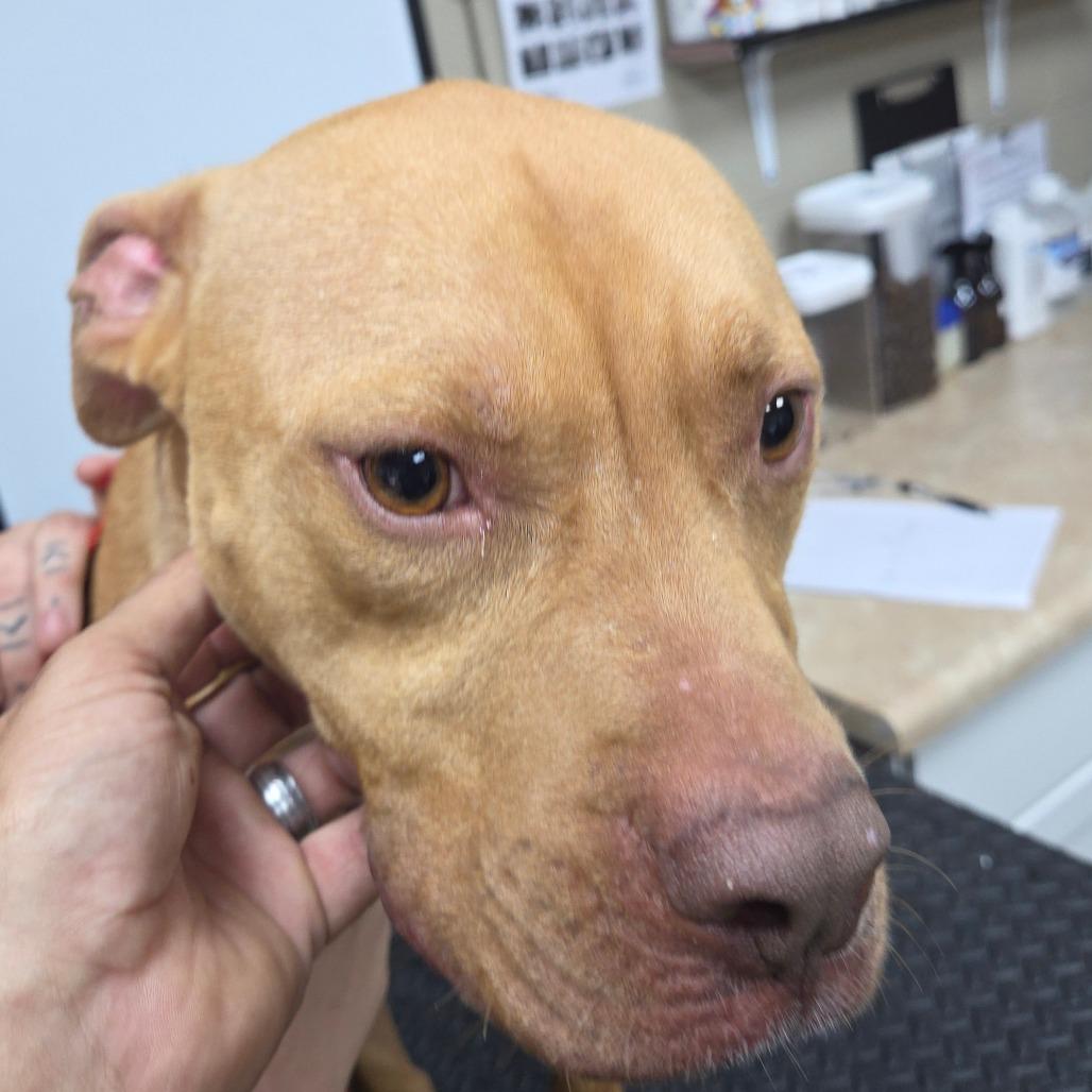 Enlarge Bella, a Adoptable mixed breed in Madisonville, KY image 5/6