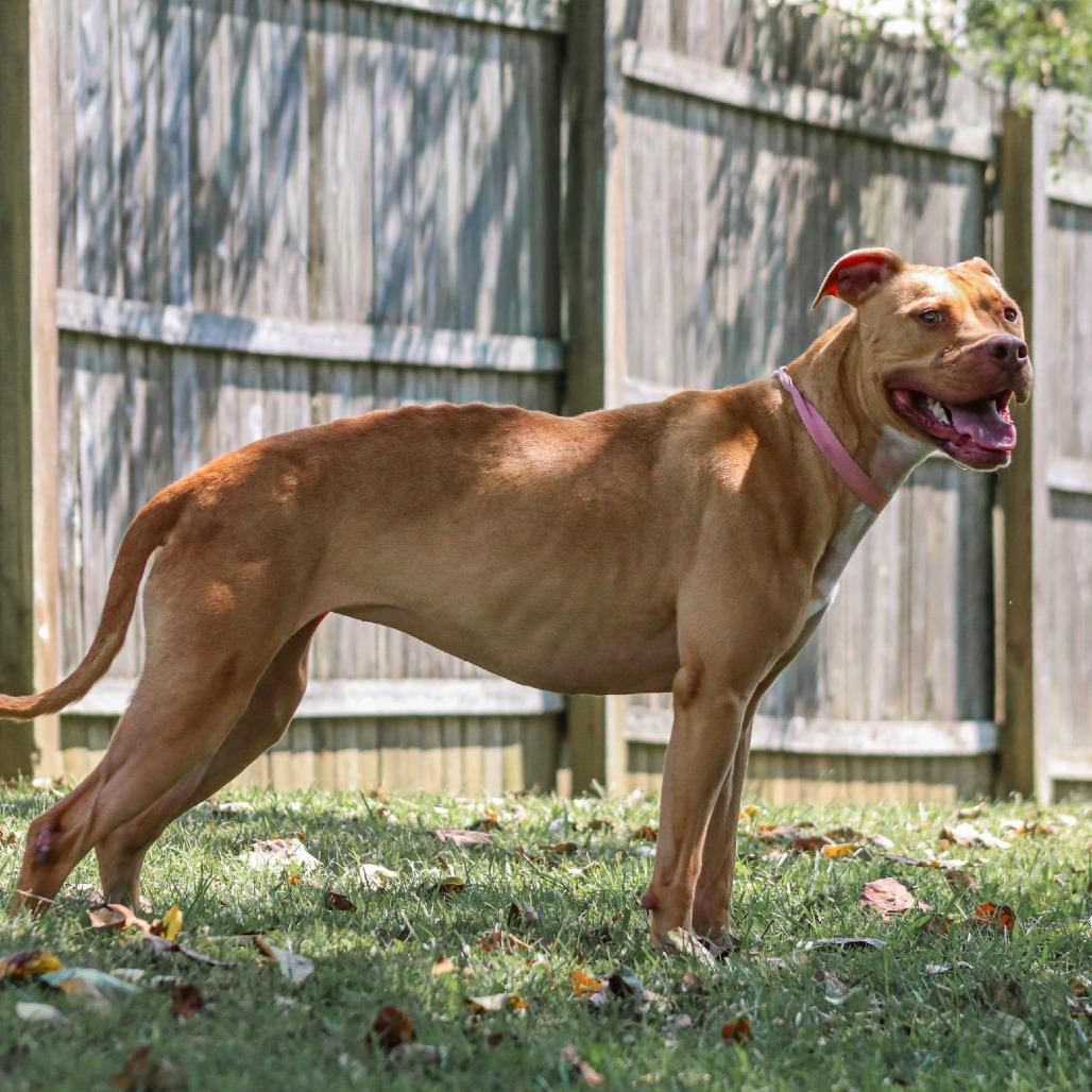 Enlarge Bella, a Adoptable mixed breed in Madisonville, KY image 6/6