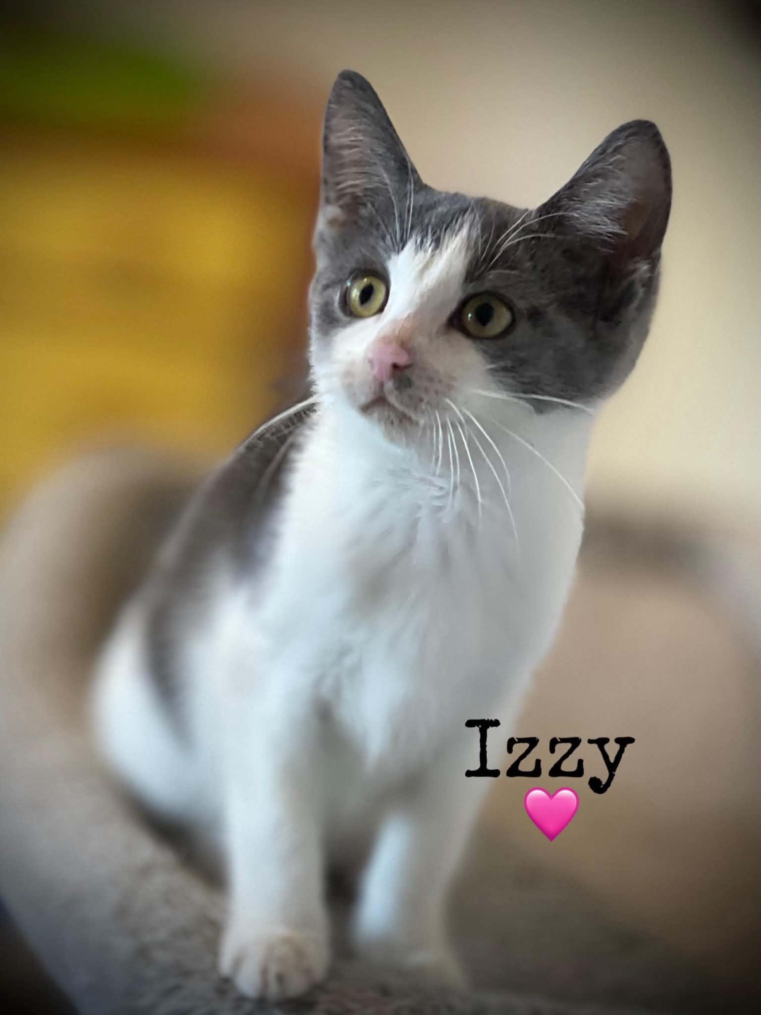 Enlarge Izzy, a Adoptable Domestic Short Hair in Dansville, NY image 1/1