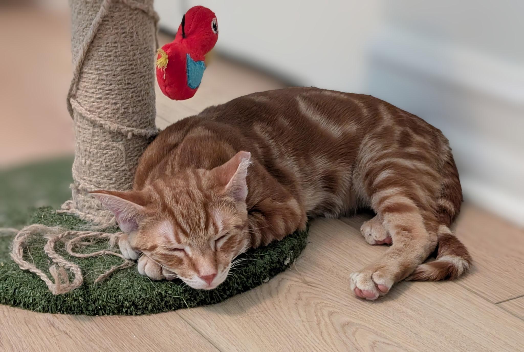 Bryce, Adoptable, Kitten Male Tabby & Domestic Short Hair.