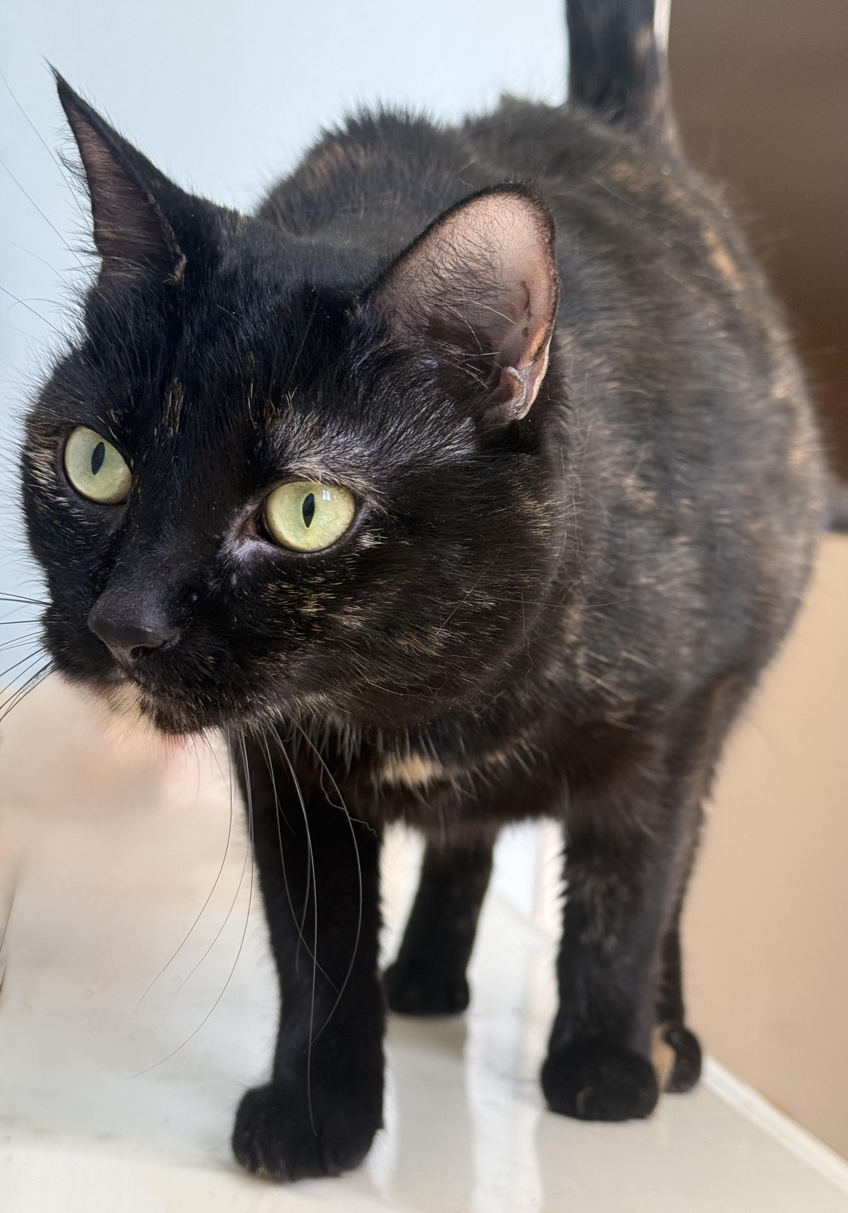 Enlarge Primrose (Torti) and Katniss (Black) (Call or Text Kelsey 586-764-9170), a ADOPTABLE Tortoiseshell in Sedona, AZ image 5/5