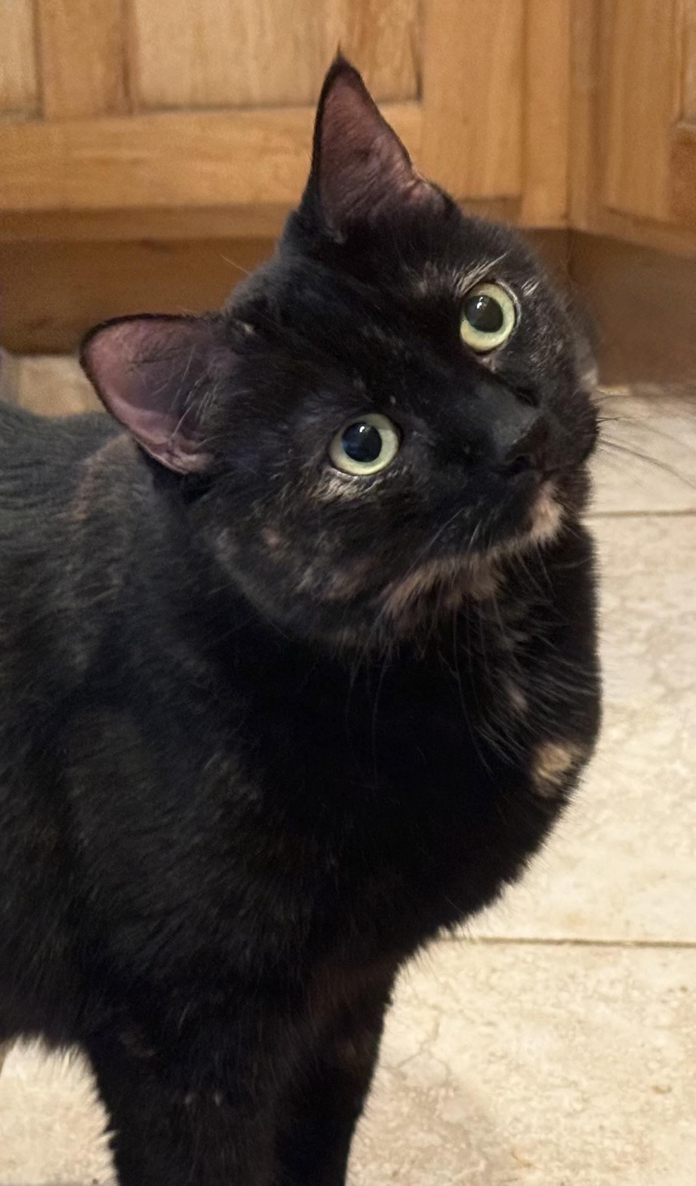 Primrose (Torti) and Katniss (Black) (Call or Text Kelsey 586-764-9170), ADOPTABLE, Adult Female Tortoiseshell.