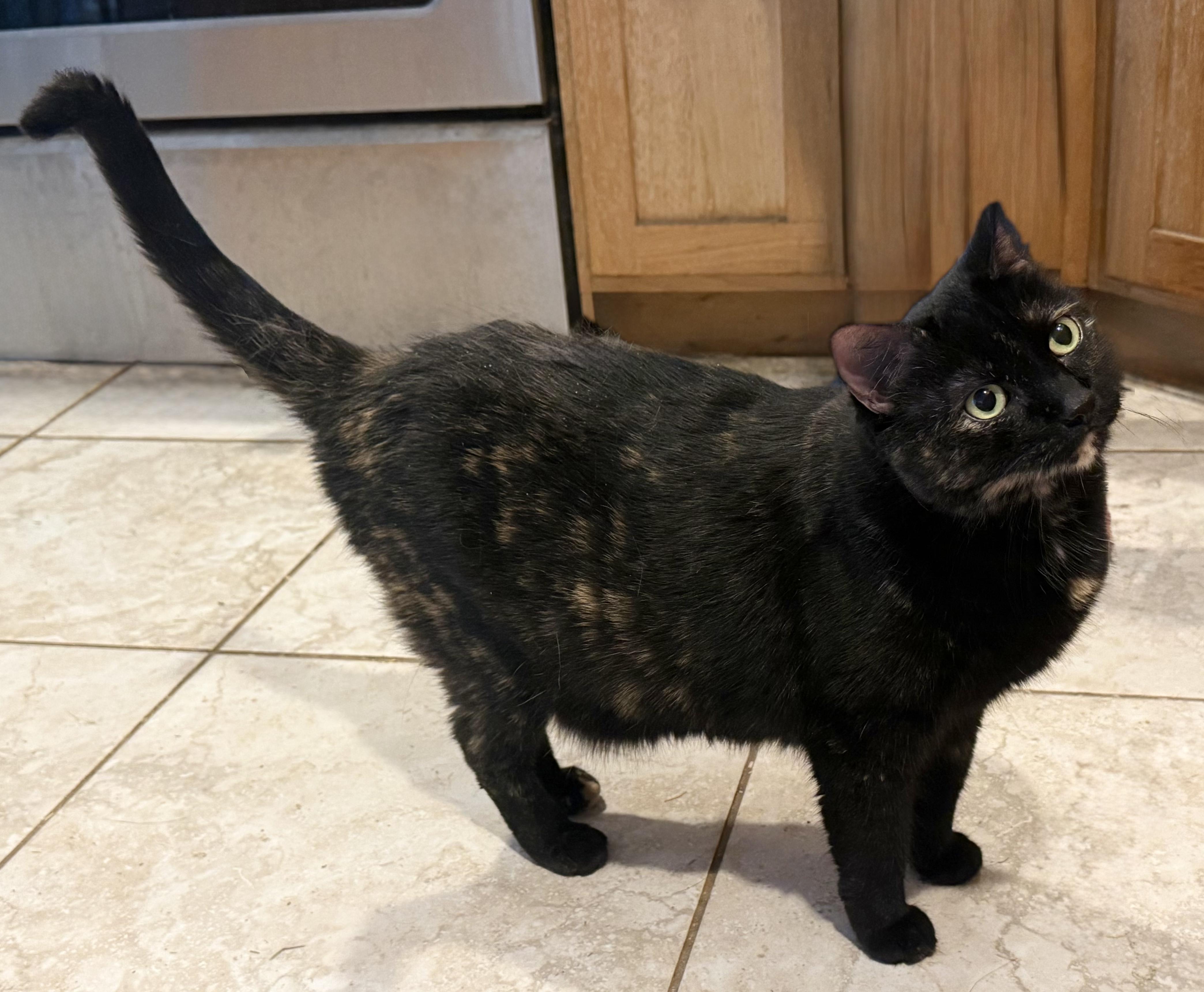 Enlarge Primrose (Torti) and Katniss (Black) (Call or Text Kelsey 586-764-9170), a ADOPTABLE Tortoiseshell in Sedona, AZ image 3/5