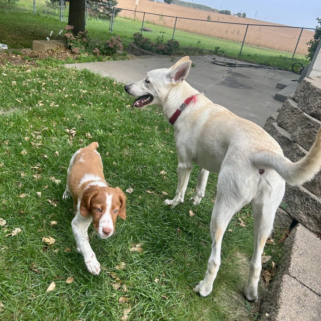 Enlarge Cricket, a Adoptable Mixed Breed in Buffalo, MN image 1/6
