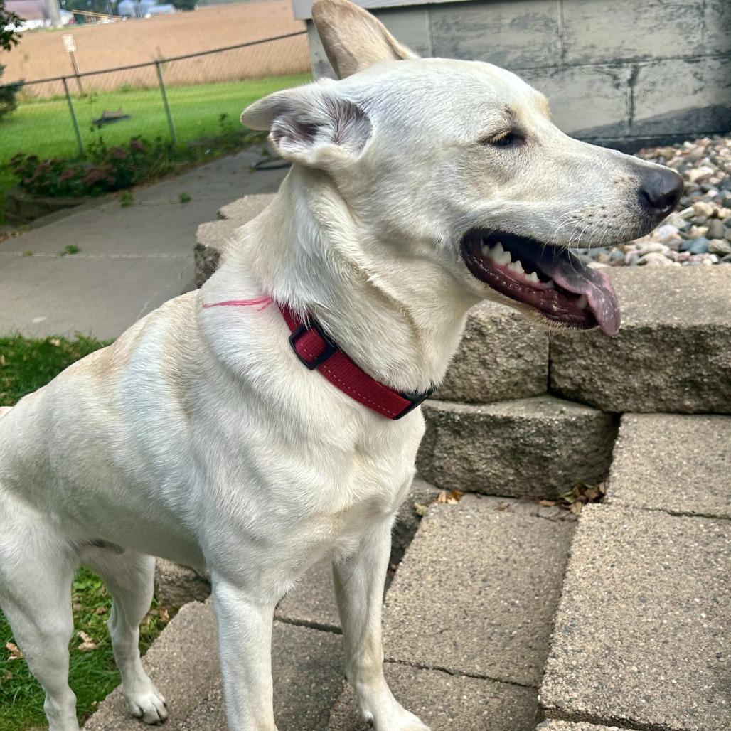 Enlarge Cricket, a Adoptable Mixed Breed in Buffalo, MN image 2/6