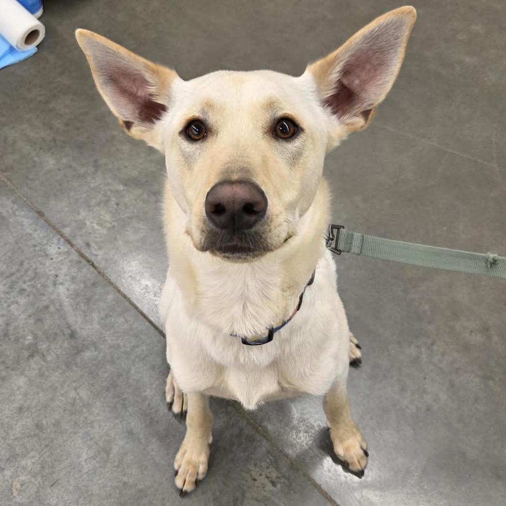 Enlarge Cricket, a Adoptable Mixed Breed in Buffalo, MN image 1/6