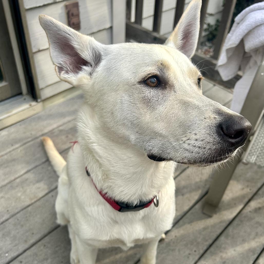 Enlarge Cricket, a Adoptable Mixed Breed in Buffalo, MN image 3/6