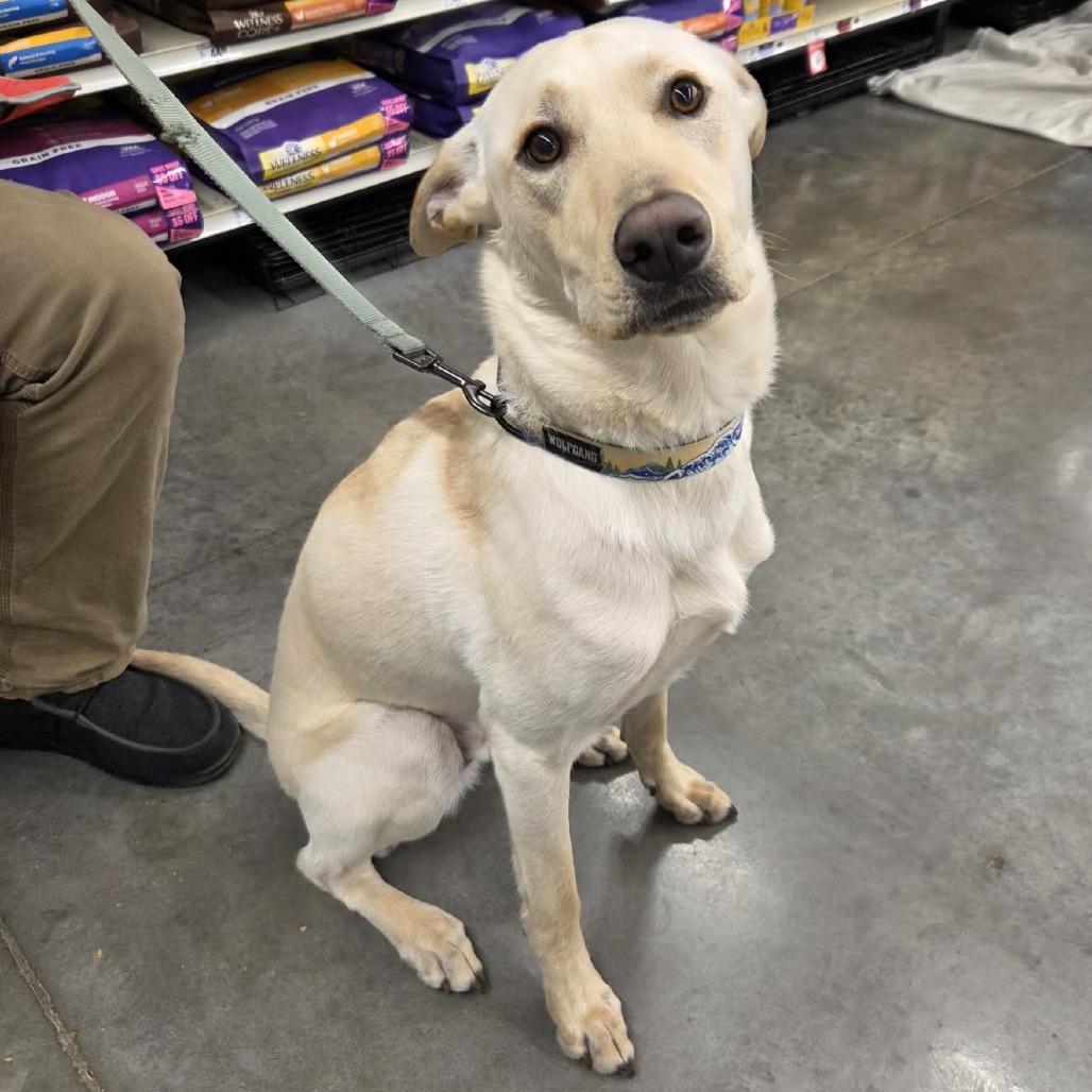 Enlarge Cricket, a Adoptable Mixed Breed in Buffalo, MN image 2/6