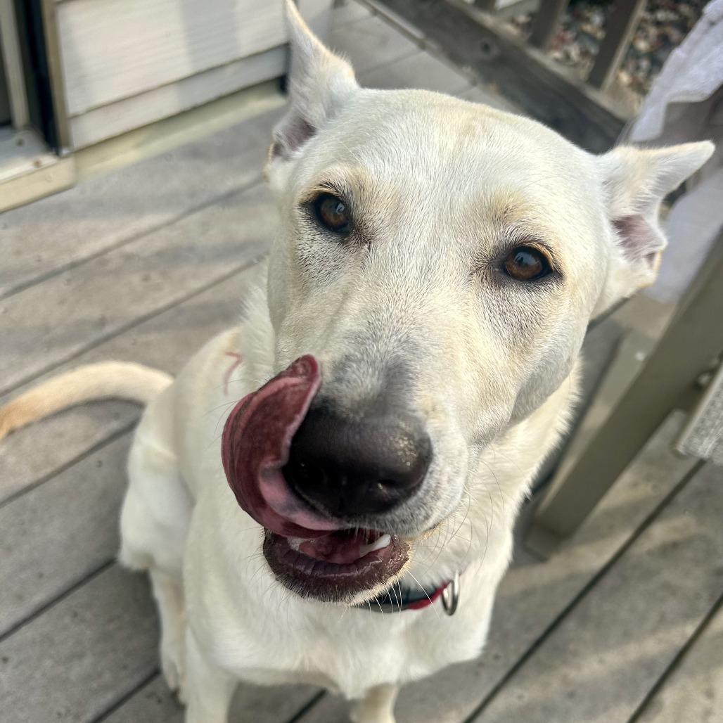Enlarge Cricket, a Adoptable Mixed Breed in Buffalo, MN image 4/6