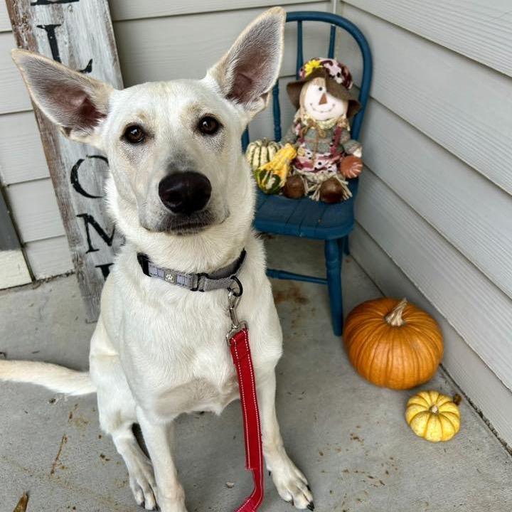 Enlarge Cricket, a Adoptable Mixed Breed in Buffalo, MN image 3/6