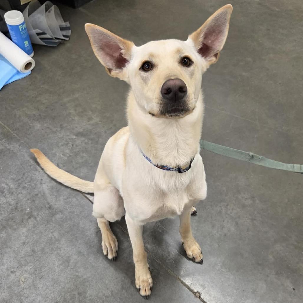 Enlarge Cricket, a Adoptable Mixed Breed in Buffalo, MN image 4/6