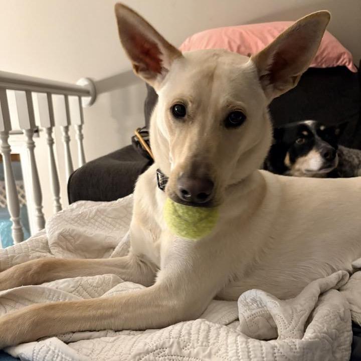 Enlarge Cricket, a Adoptable Mixed Breed in Buffalo, MN image 5/6