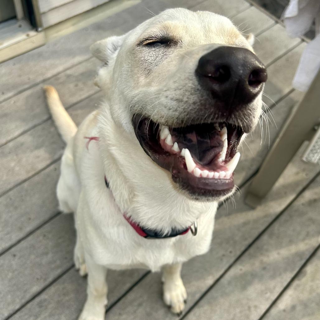 Enlarge Cricket, a Adoptable Mixed Breed in Buffalo, MN image 6/6