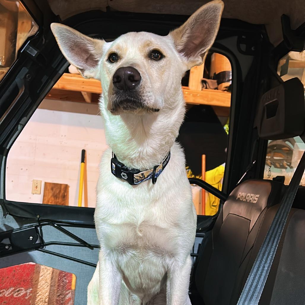 Enlarge Cricket, a Adoptable Mixed Breed in Buffalo, MN image 5/6