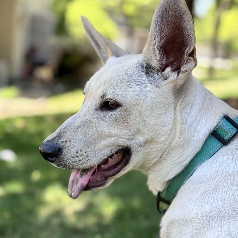 Enlarge Cricket, a Adoptable Mixed Breed in Buffalo, MN image 6/6