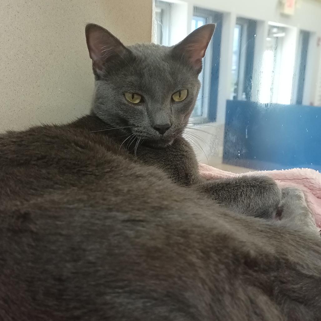 Enlarge Seven, a Adoptable Domestic Short Hair in Galveston, TX image 2/3