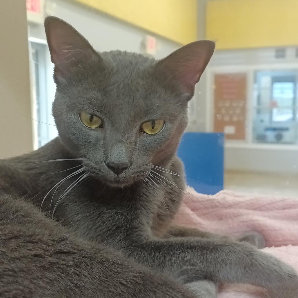 Enlarge Seven, a Adoptable Domestic Short Hair in Galveston, TX image 3/3