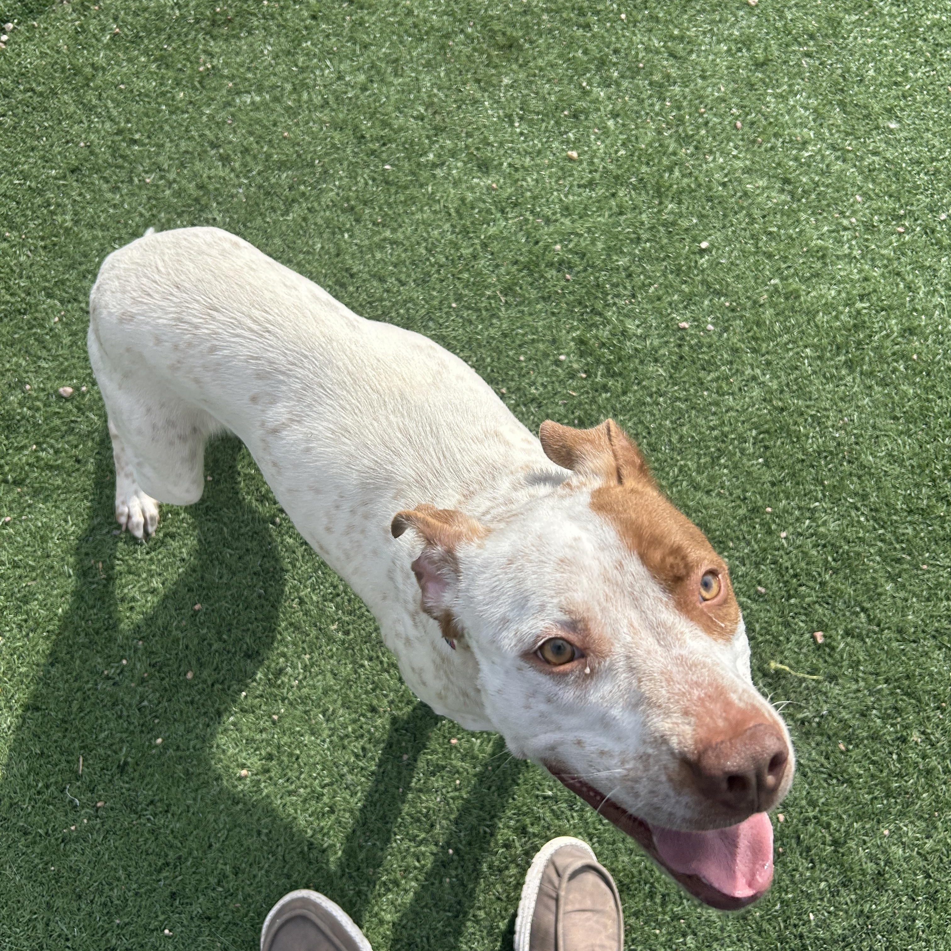 Enlarge Juliet, a ADOPTABLE mixed breed in Seward, NE image 2/2