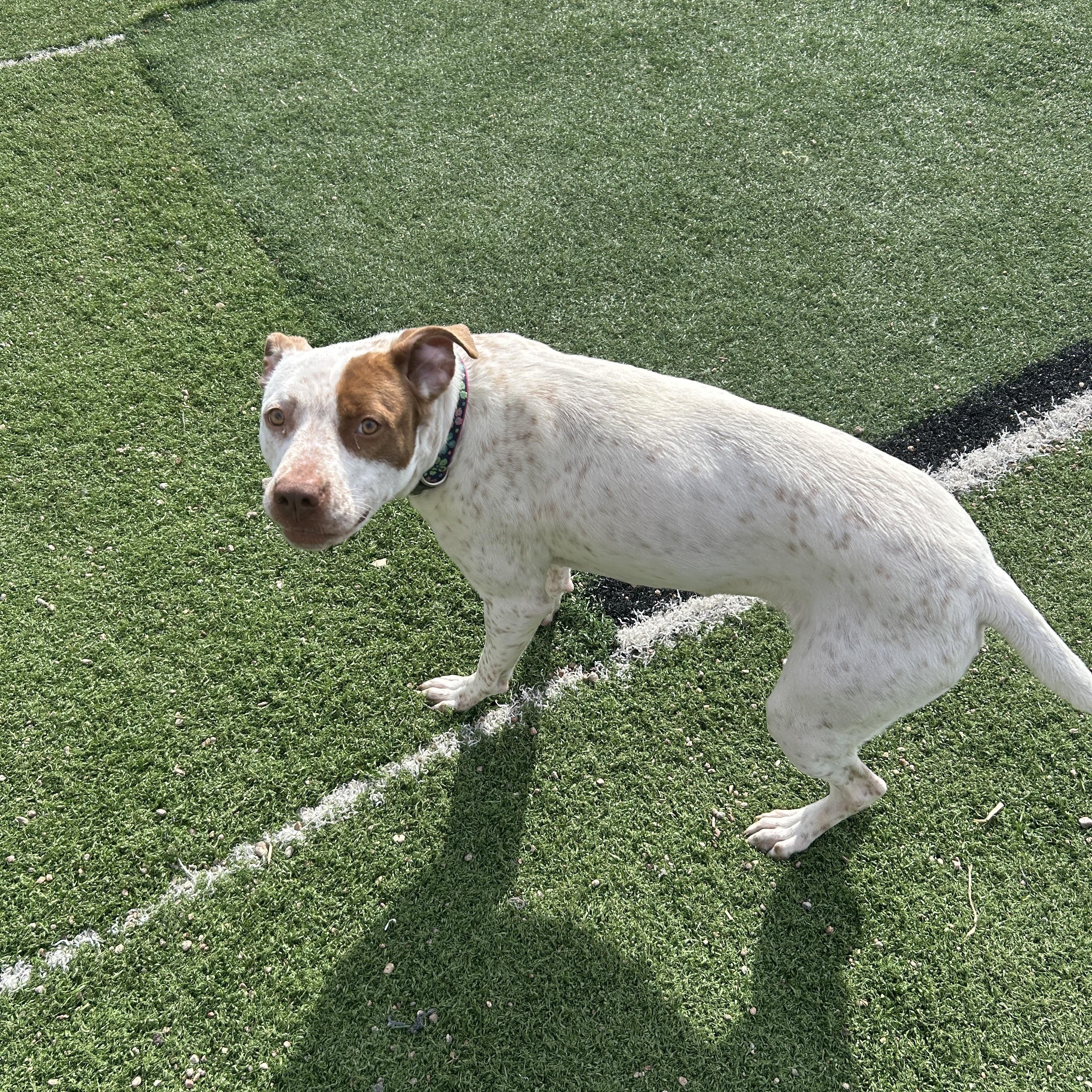 Enlarge Juliet, a ADOPTABLE mixed breed in Seward, NE image 1/2