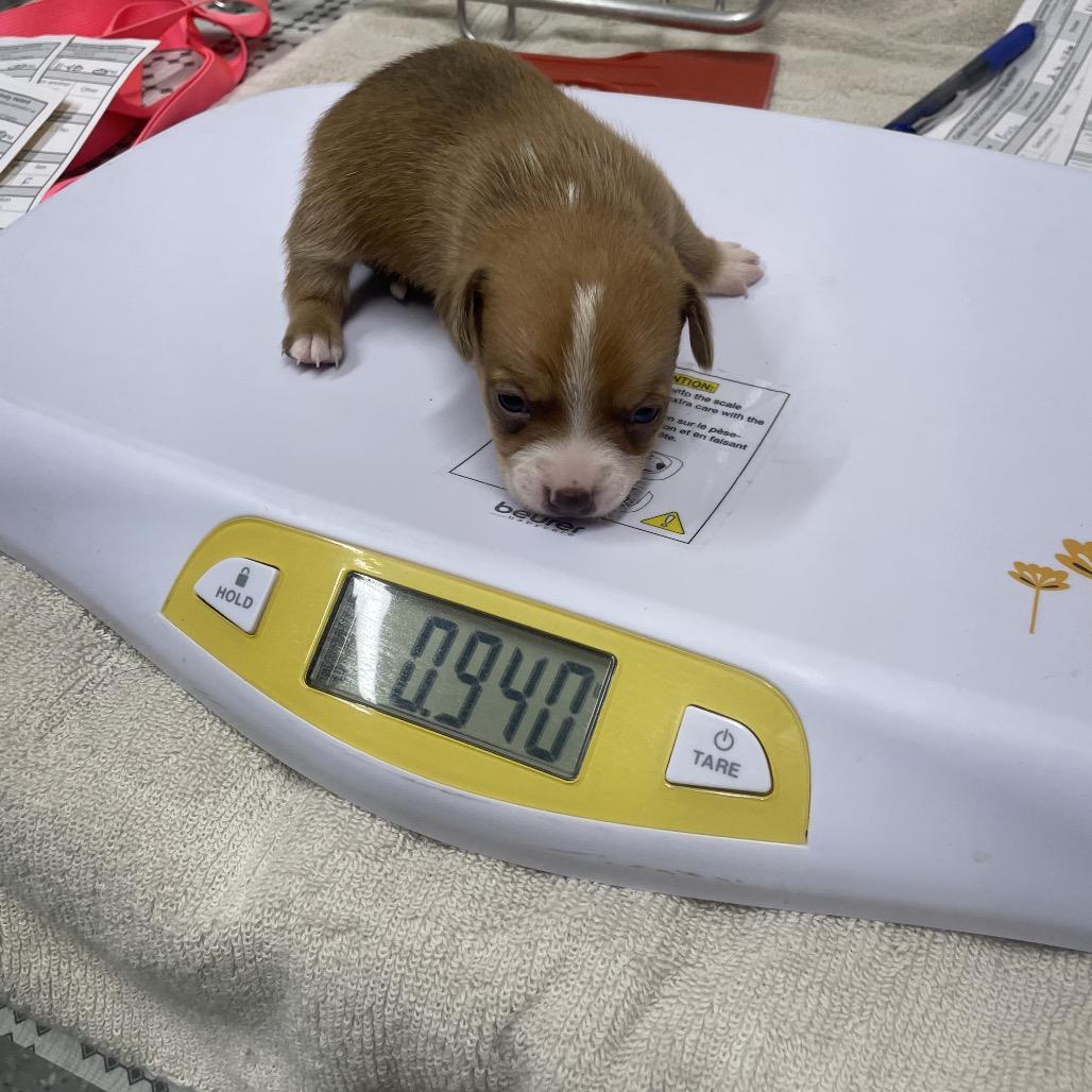 Penny Pup 3, Adoptable, Puppy Male Jack Russell Terrier & Mixed Breed.