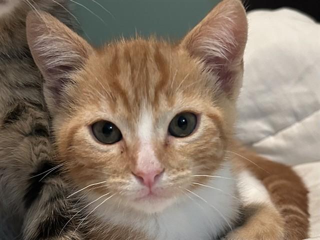 JELLYBEAN, Adoptable, Kitten Male Domestic Short Hair.