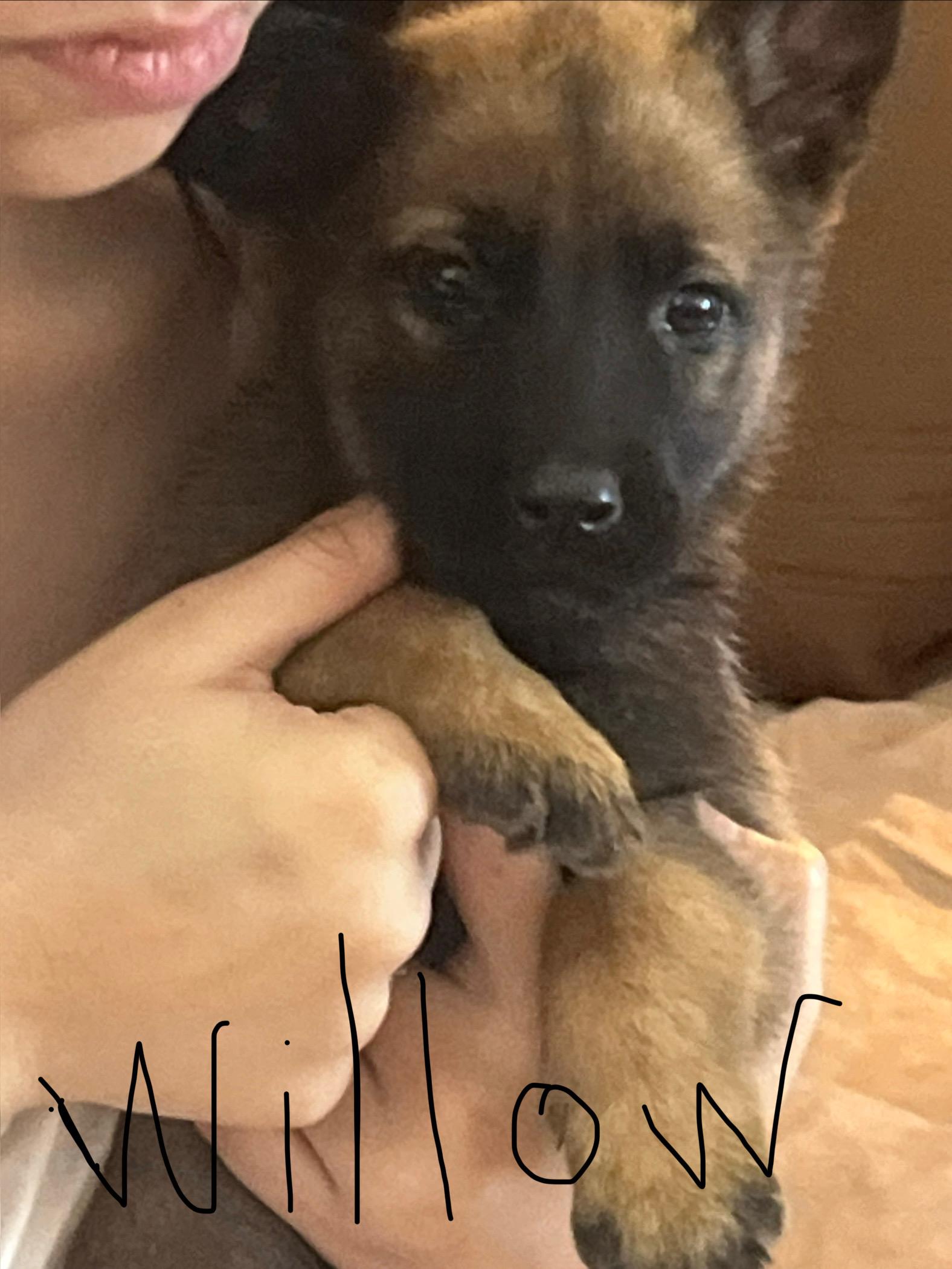 Cloud, Adoptable, Puppy Female German Shepherd Dog.
