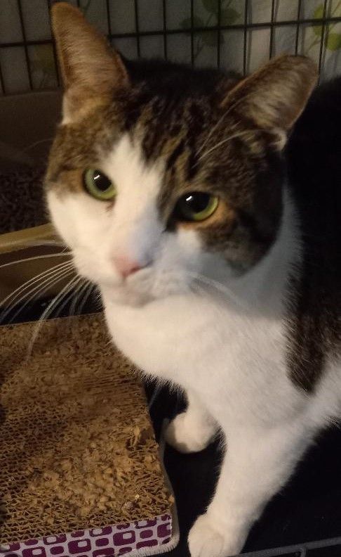 Enlarge Scotty, a Adoptable Domestic Short Hair in Garrett Park, MD image 2/5