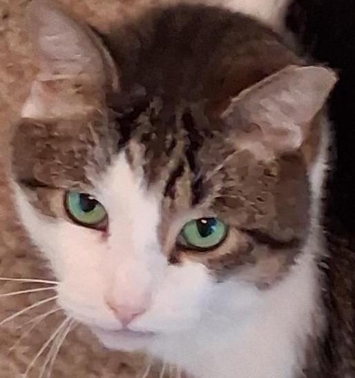 Scotty, Adoptable, Adult Male Domestic Short Hair.