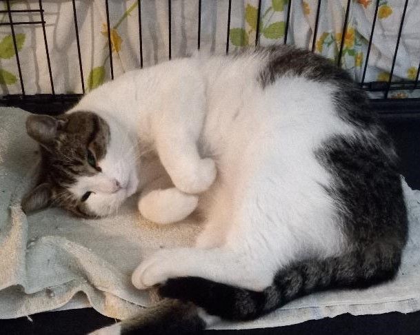 Enlarge Scotty, a Adoptable Domestic Short Hair in Garrett Park, MD image 3/5