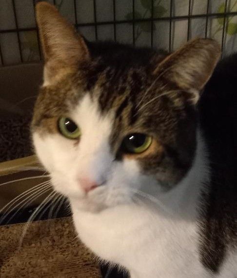 Enlarge Scotty, a Adoptable Domestic Short Hair in Garrett Park, MD image 4/5