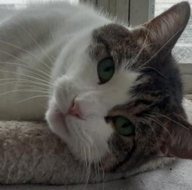 Scotty, Adoptable, Adult Male Domestic Short Hair.