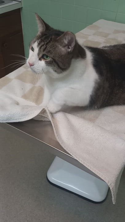 Enlarge Scotty, a Adoptable Domestic Short Hair in Garrett Park, MD video 5/5