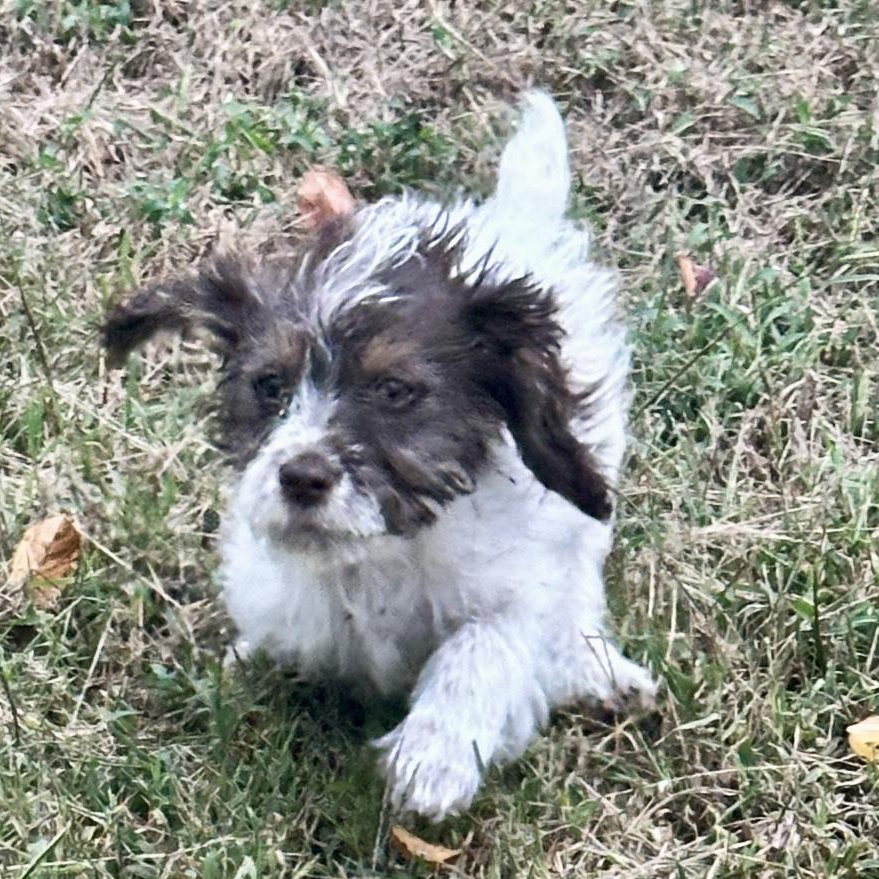 Enlarge Wifty, a Adoptable mixed breed in Thompson's Station, TN image 1/3
