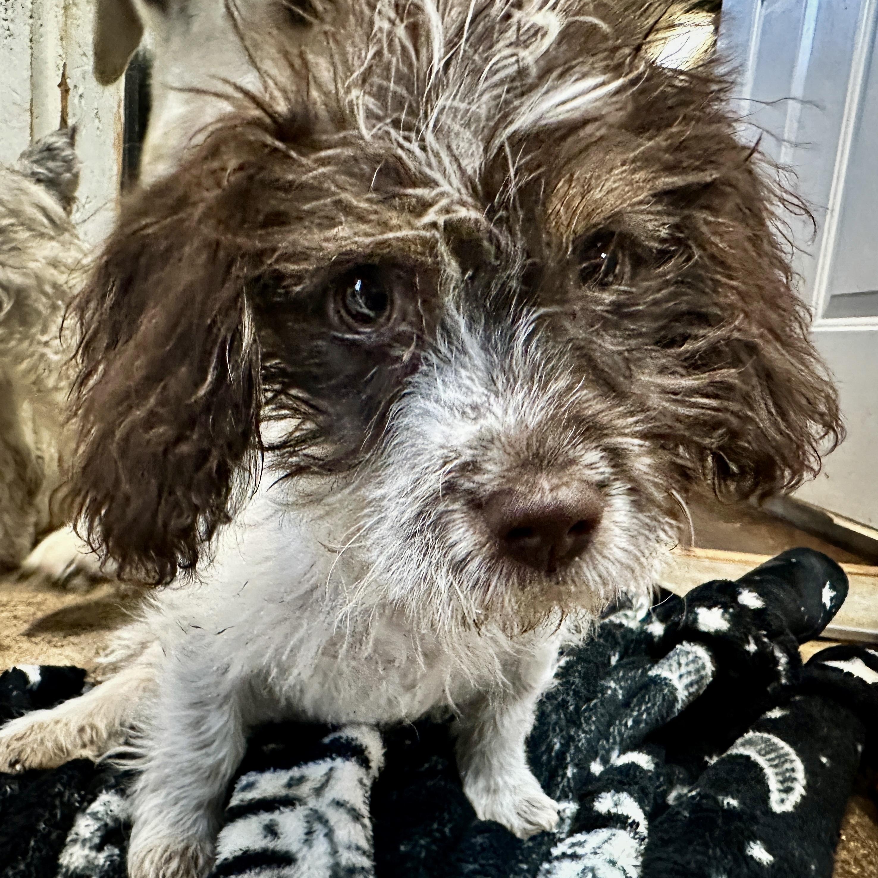 Enlarge Wifty, a Adoptable mixed breed in Thompson's Station, TN image 3/3