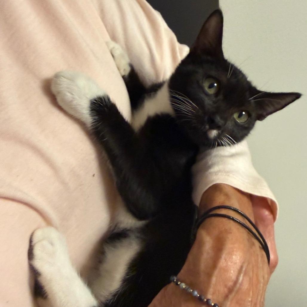 Enlarge Miracle, a Adoptable mixed breed in Tampa, FL image 2/6