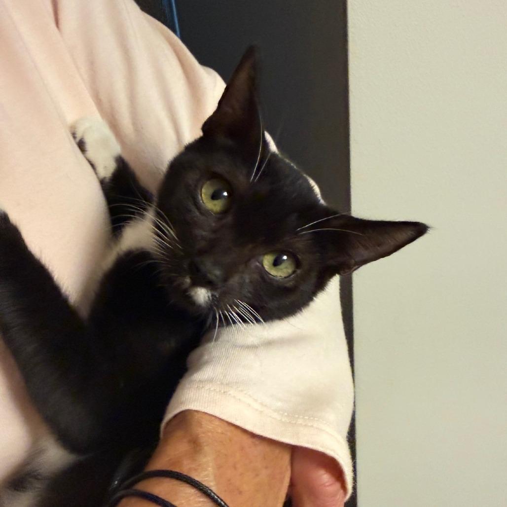 Enlarge Miracle, a Adoptable mixed breed in Tampa, FL image 3/6