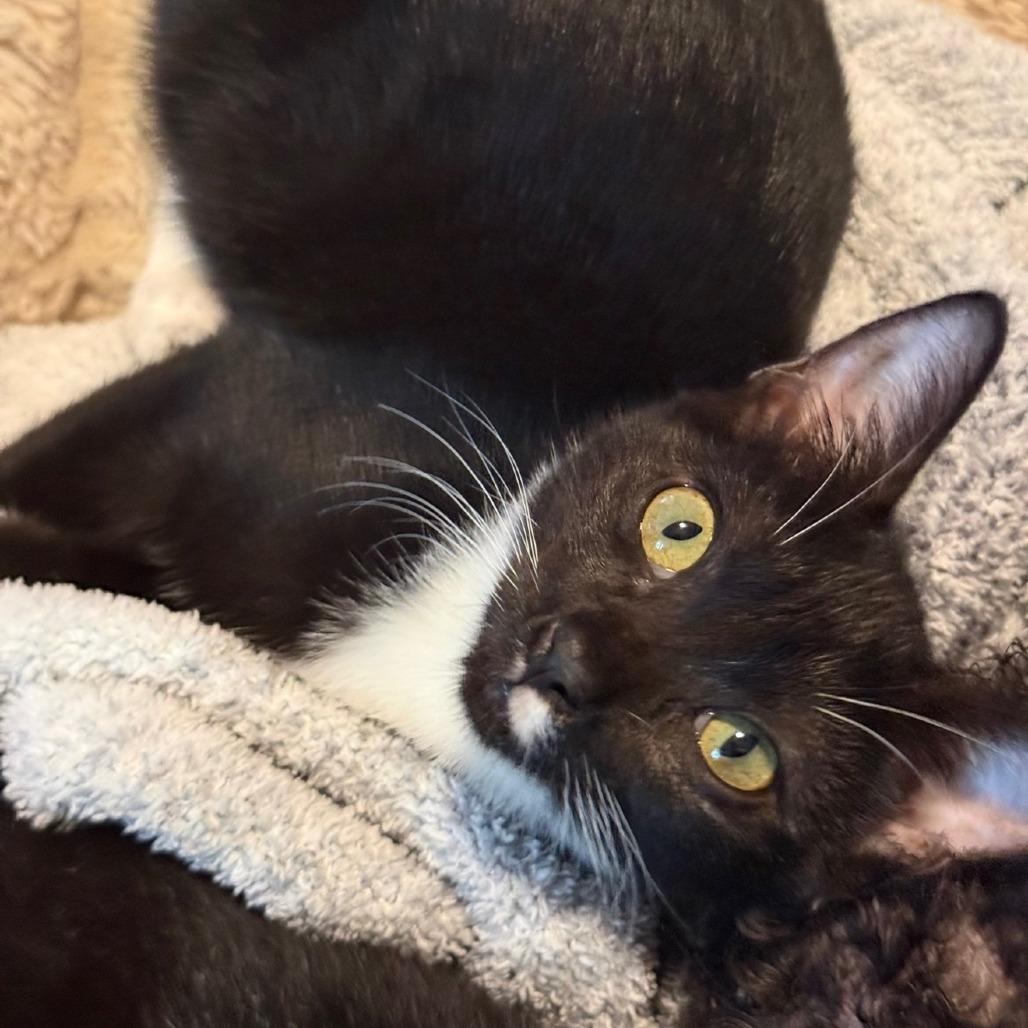 Enlarge Miracle, a Adoptable mixed breed in Tampa, FL image 6/6