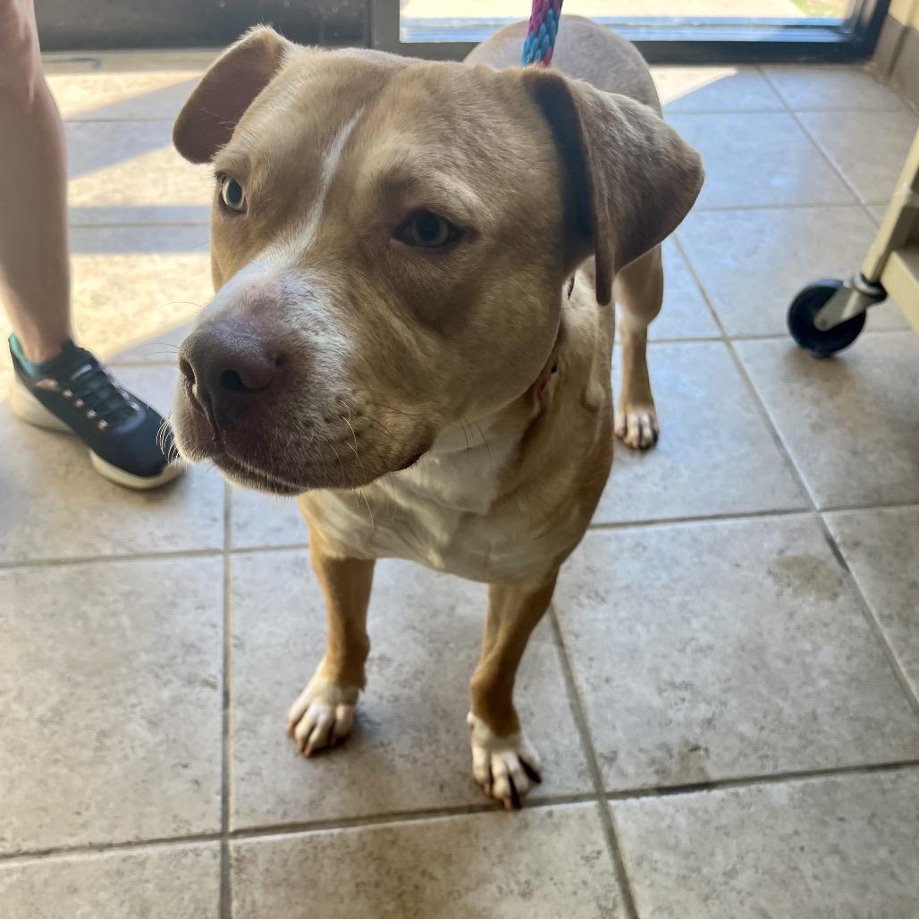 Enlarge Courage, a Adoptable mixed breed in Palestine, TX image 1/3