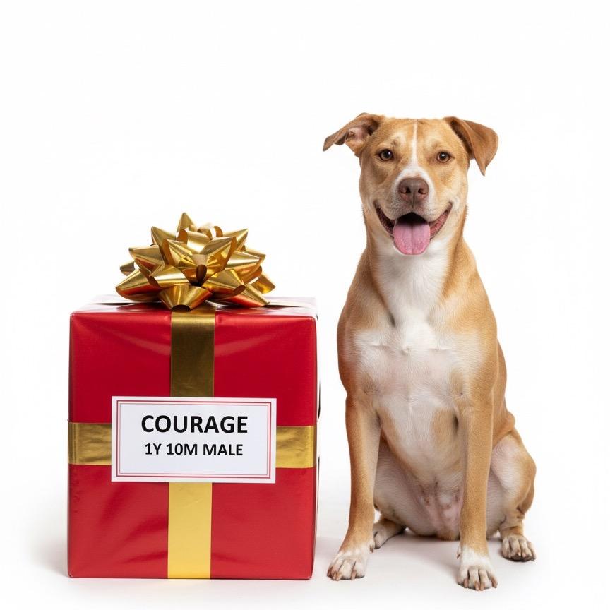 Enlarge Courage, a Adoptable mixed breed in Palestine, TX image 2/3